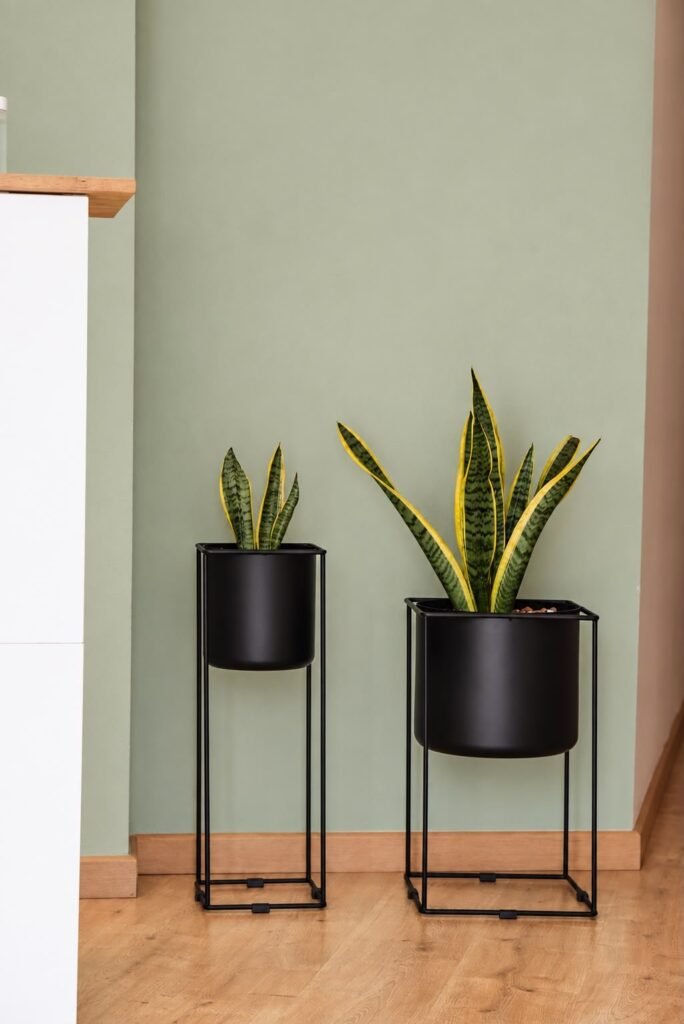 Plantas en macetas negras